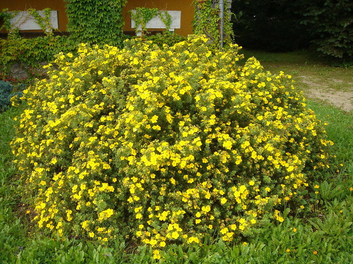 чай курильский (лапчатка)