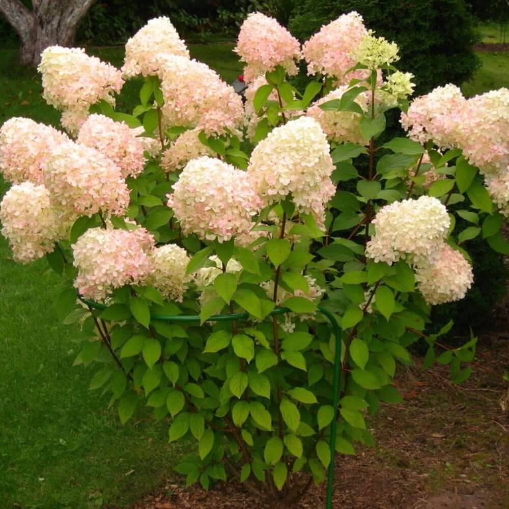 гортнзия метельчатая "Grandiflora"